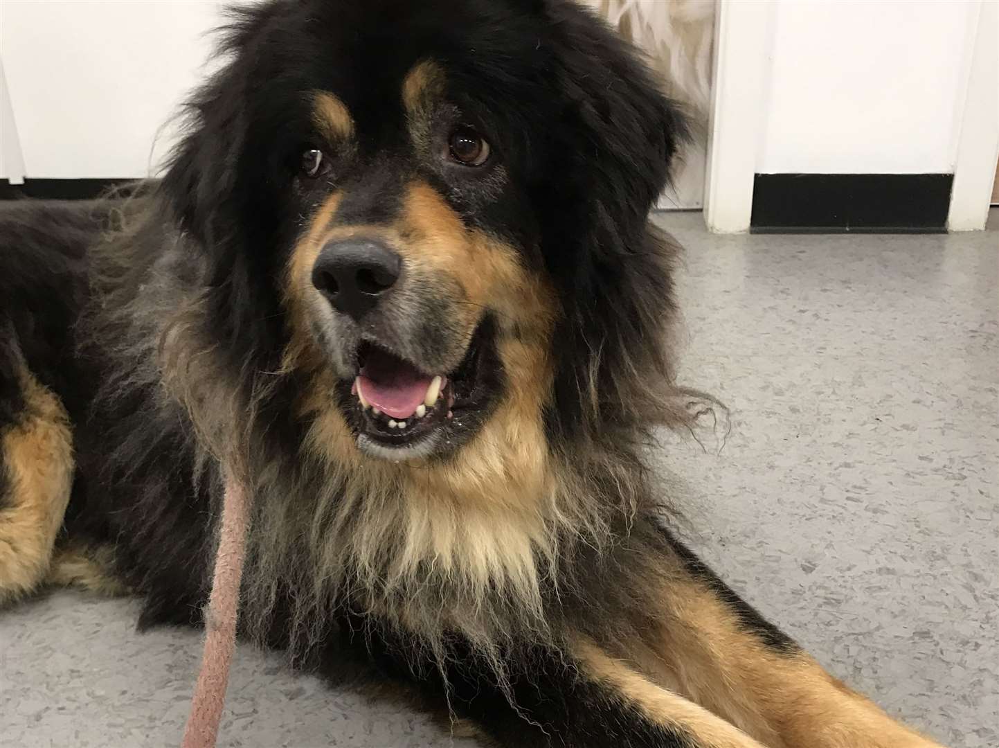 Simba, the seven-year-old Tibetan mastiff, was adopted for free online Picture: RSPCA