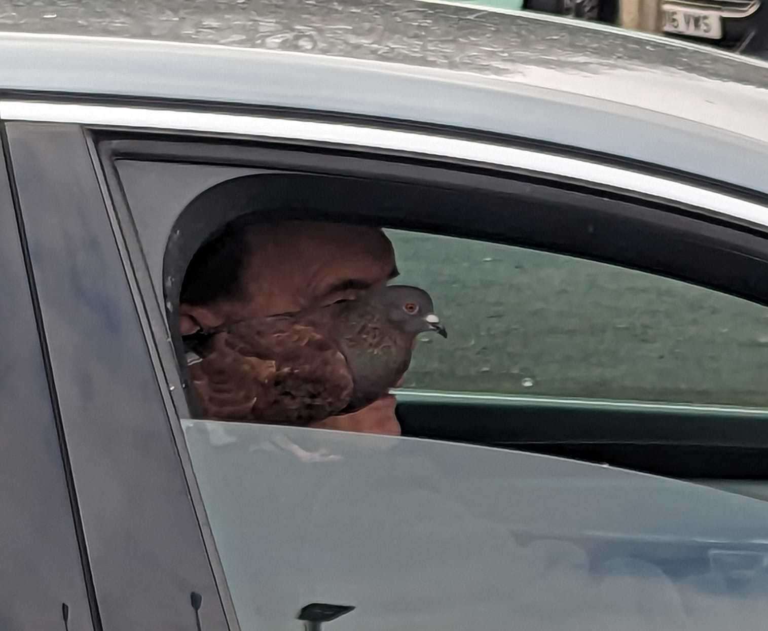 The man was spotted driving with a pigeon around Sittingbourne. Picture: Kayleigh Whitaker