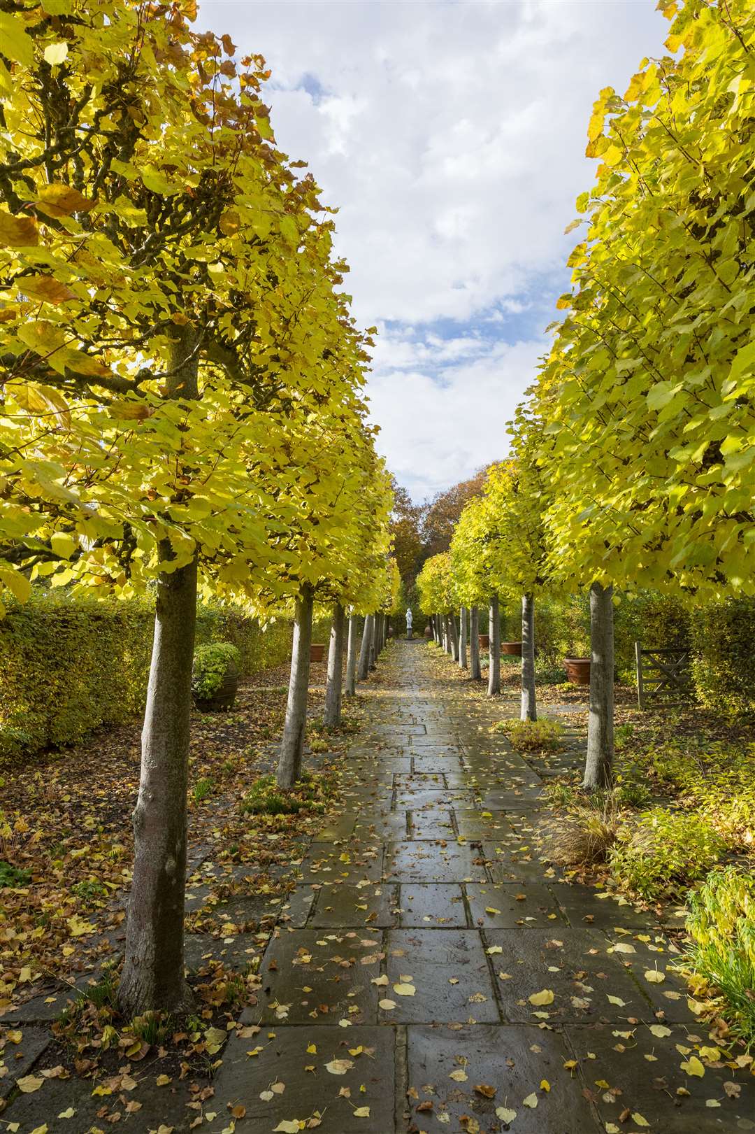 Golden avenue of trees in the gardens at Sissinghurst Castle Garden Picture: National Trust/James Dobson