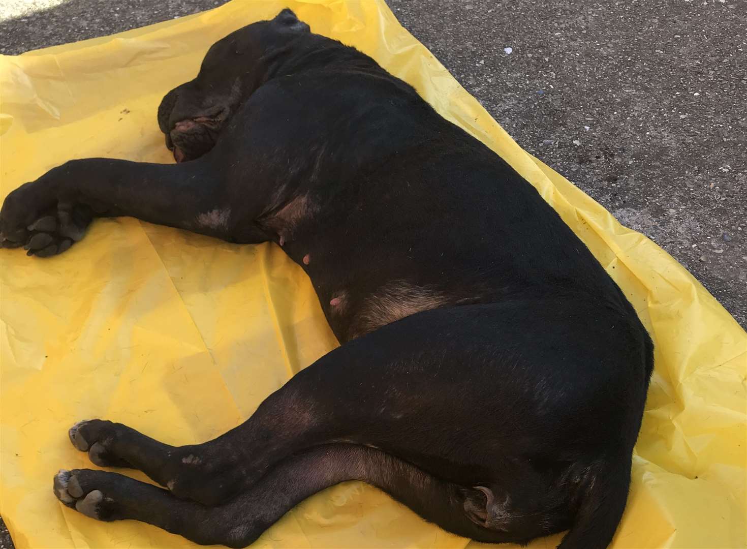 The body of a Cane Corso dog was found dumped in Erith