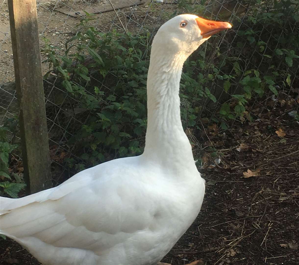 Freddie the goose went missing from his home in Whitstable. Picture: Charlie Grant