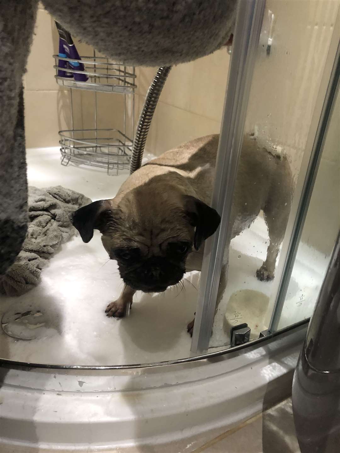 Kiki the pug gets cleaned up after her ordeal in the well (9099802)