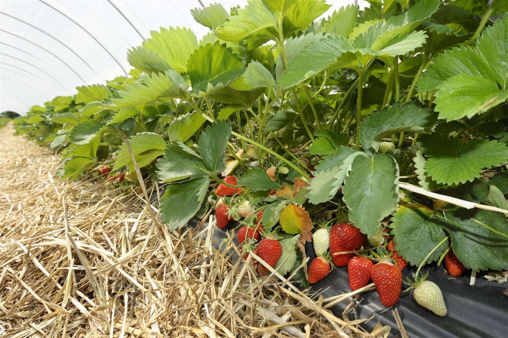About 40% of all soft fruit produced in England, like strawberries, is grown in Kent