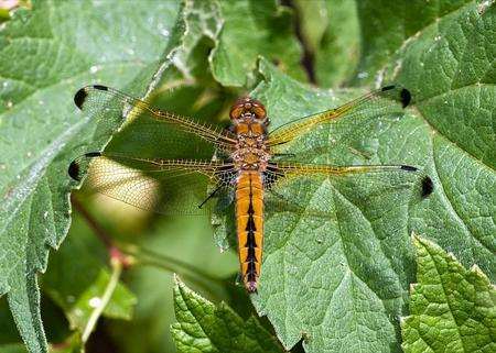 A scarce chaser dragonfly at Sandwich Bay Bird Observatory