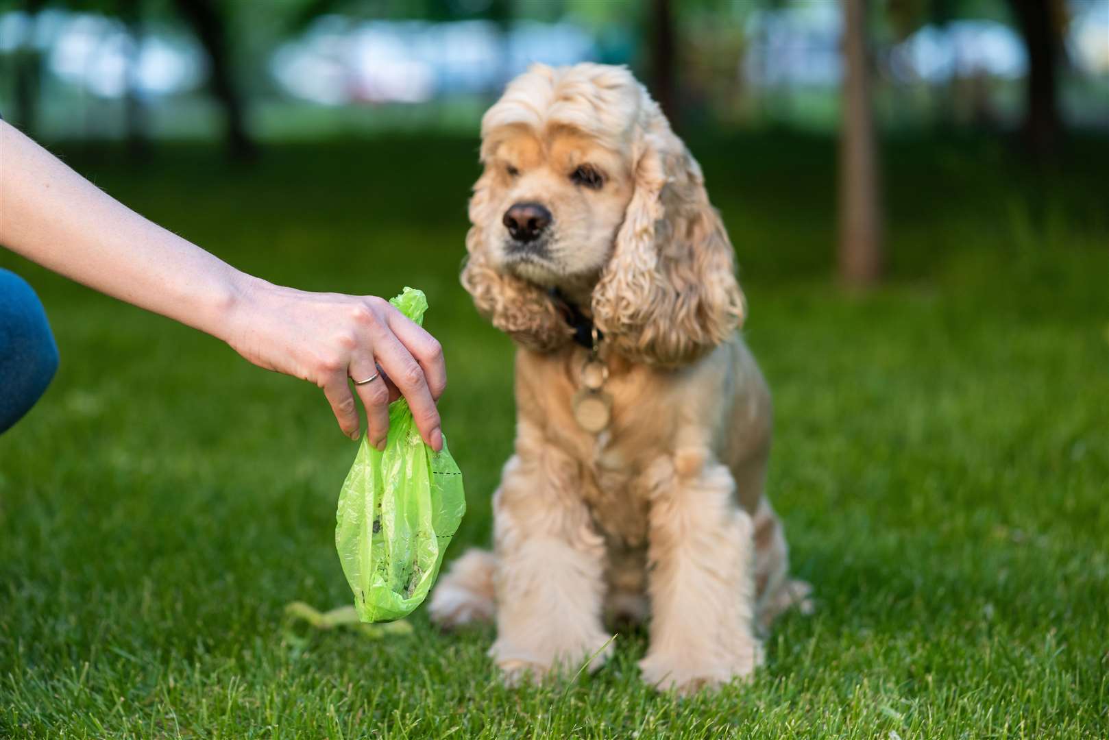 Green dog poo may be caused because your dog has eaten too much grass. Photo: istock/O_Lypa