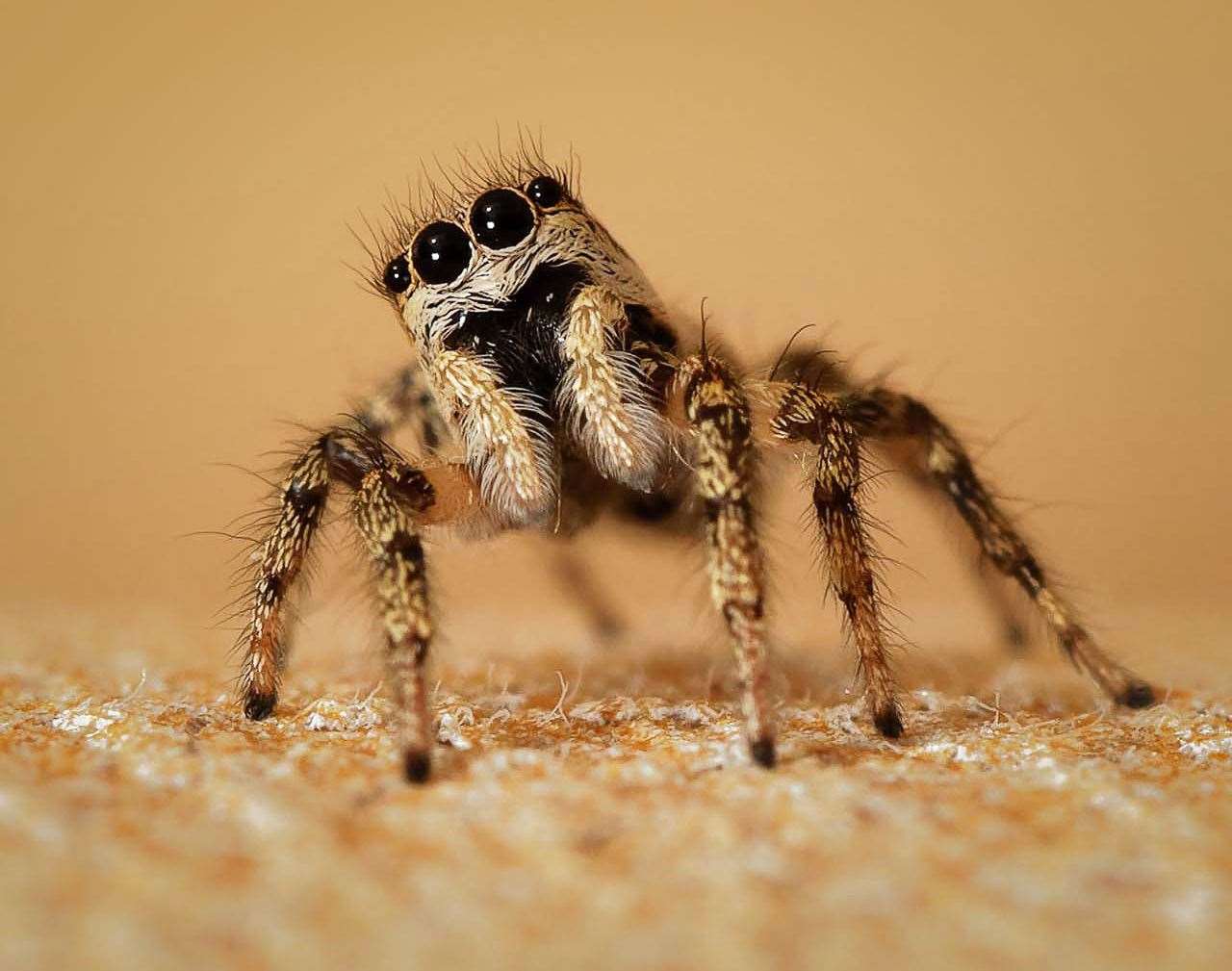 The Swanscombe Peninsula is home to a critically endangered species of rare jumping spider. Photo: Ray Watson