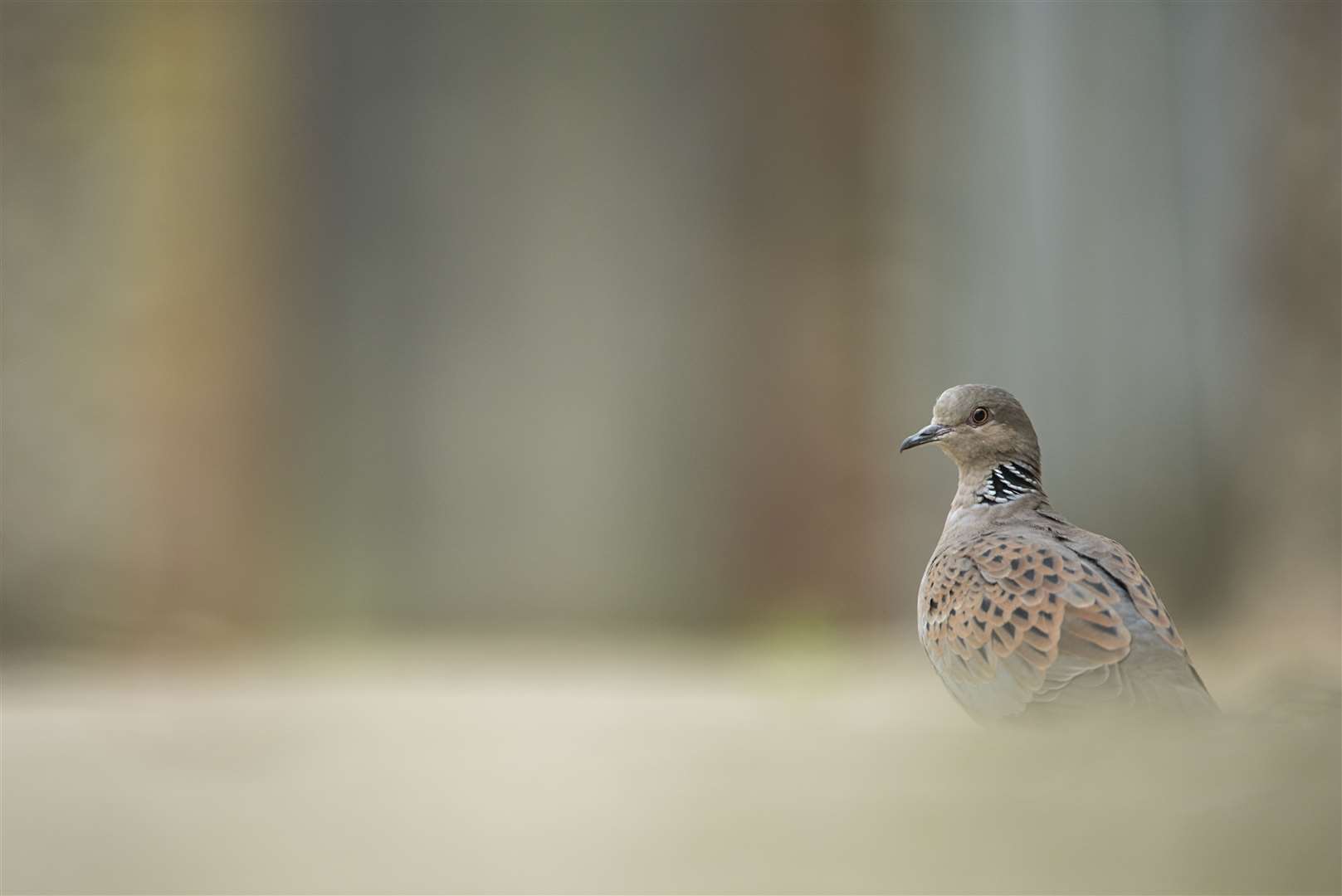 Often shy birds, turtle doves need our help Picture: RSPB Images/Ben Andrew