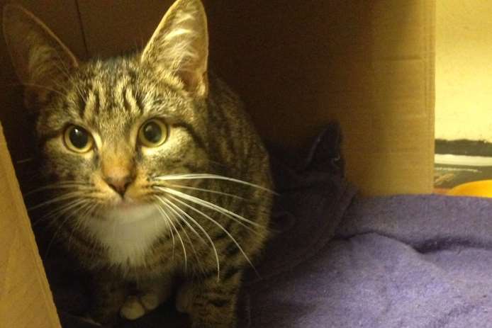 Aqua the tabby cat who nearly lost her leg