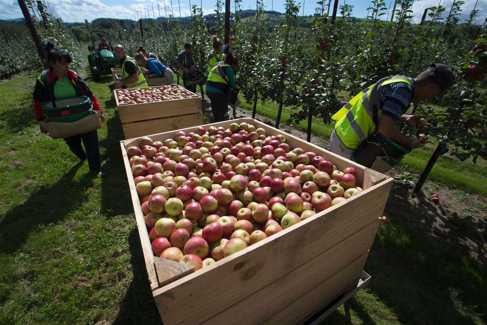 Kent's apple and pear harvest is going to open up the opportunity for hundreds this summer