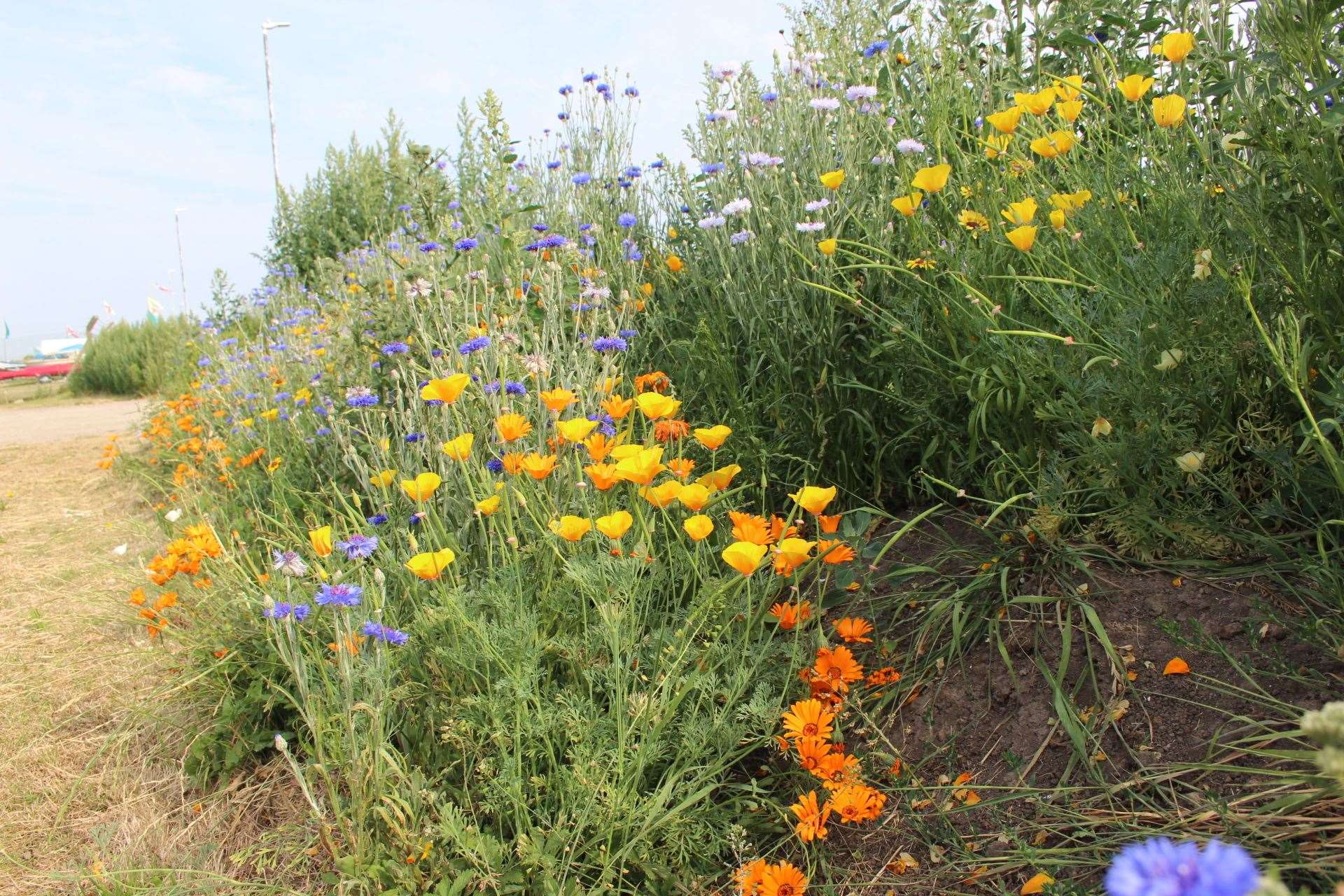 Bee-friendly flowers have been planted along the coast road at Minster on the Isle of Sheppey (14119470)
