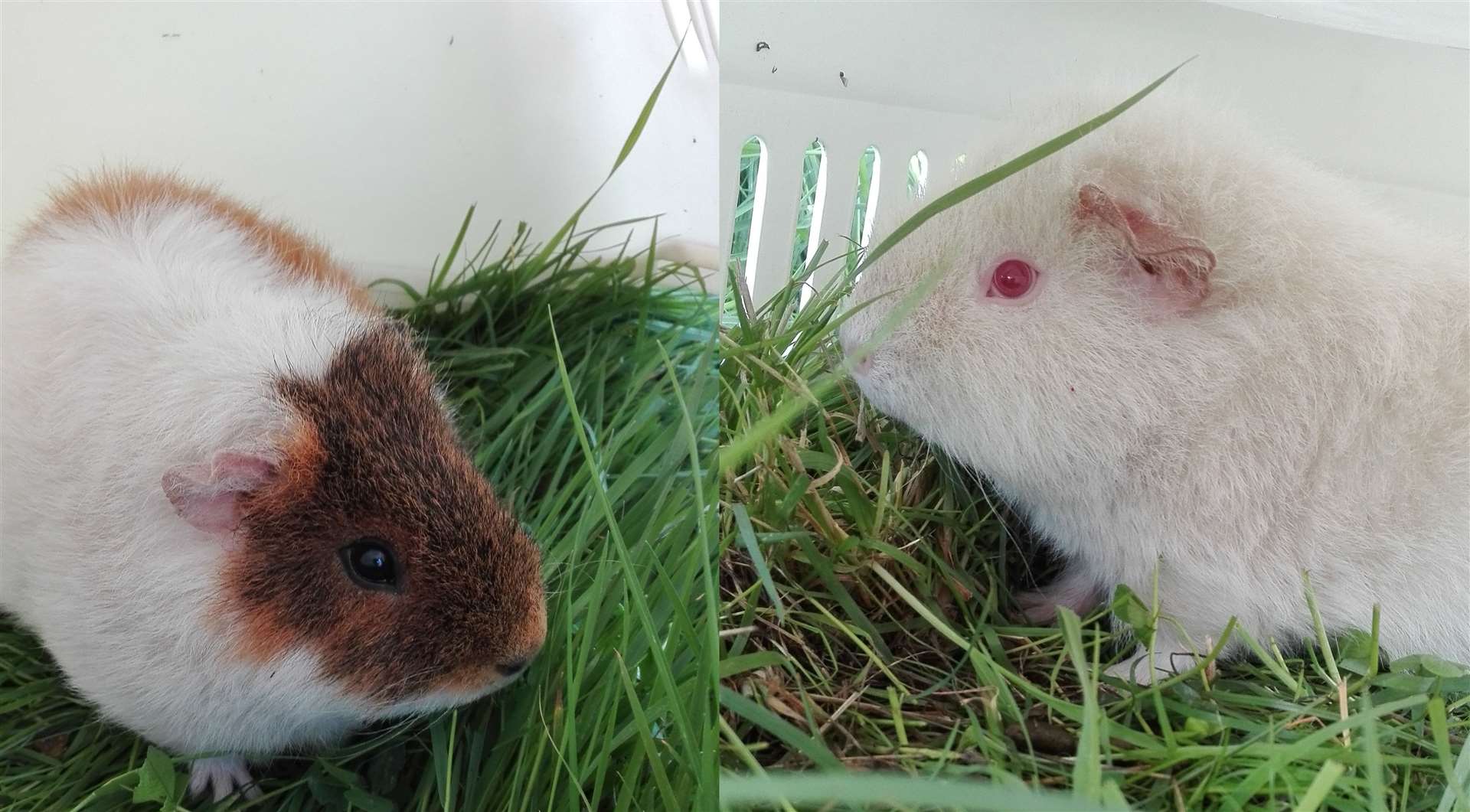 'Ugly' guinea pigs, Tribble and Dribble need a home (14106845)