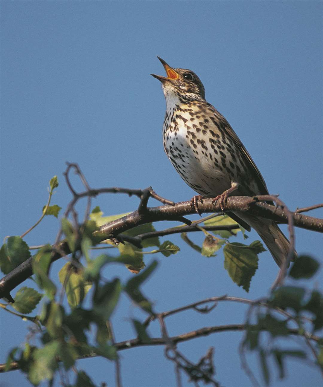 A song thrush came in 20th in the survey in Kent