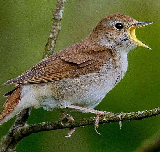 A nightingale in full song