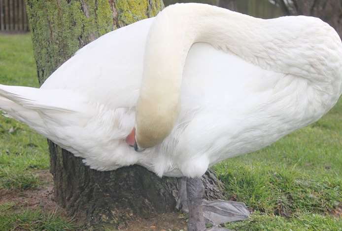 Struggling to get clean - Swan Sanctuary