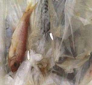 Rotting fish was found in the chiller. Picture: Dartford Borough Council