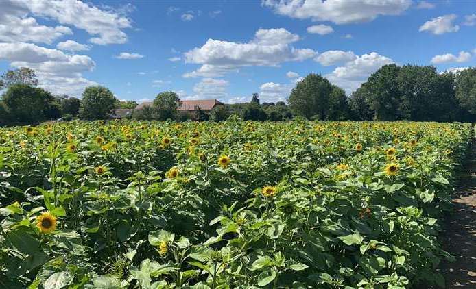 Sunflowers are expected to start flowering later in the summer. Picture: Maze Moon