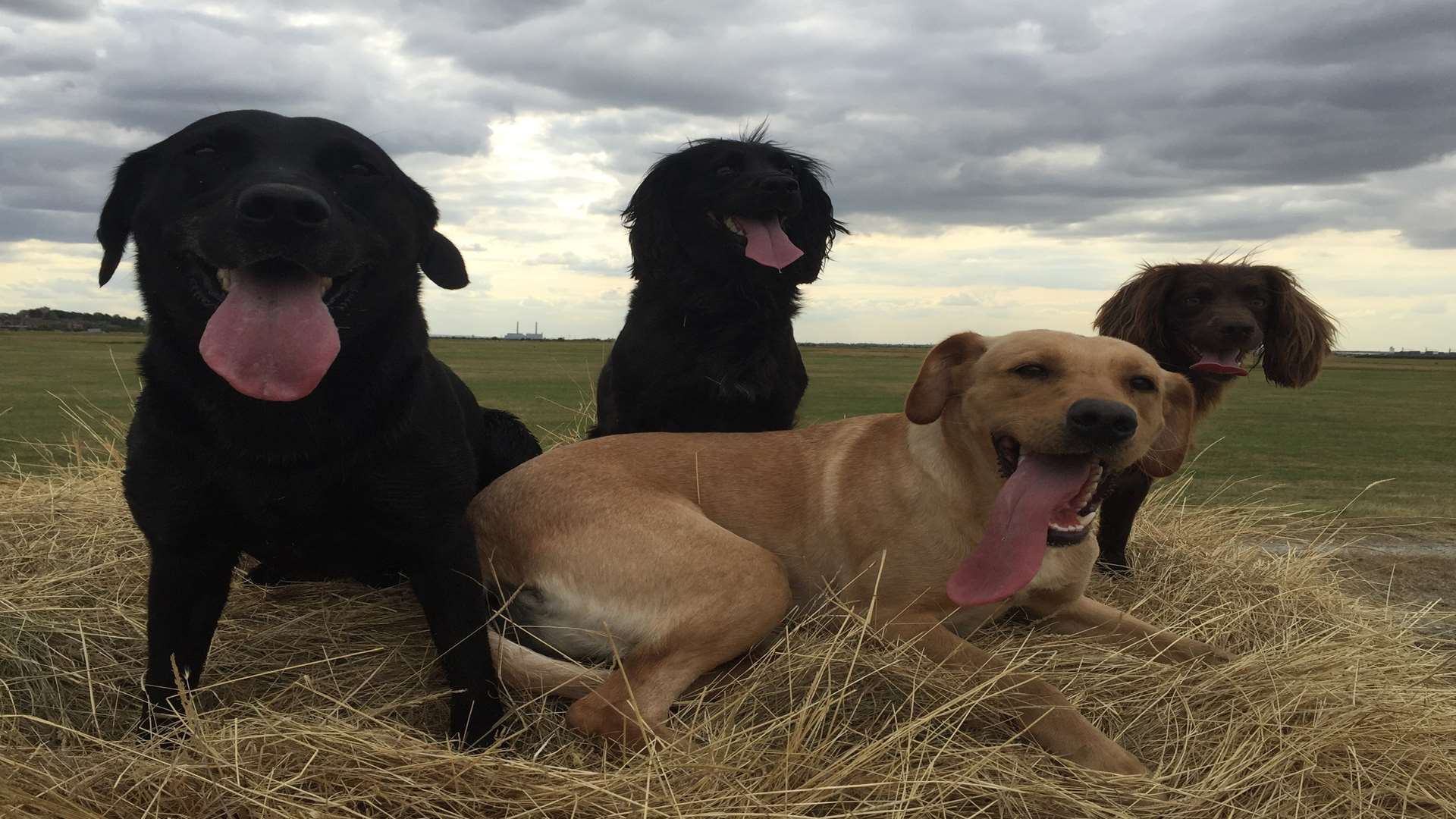 The four adult dogs Leigh owns, two Labradors and two cocker spaniels