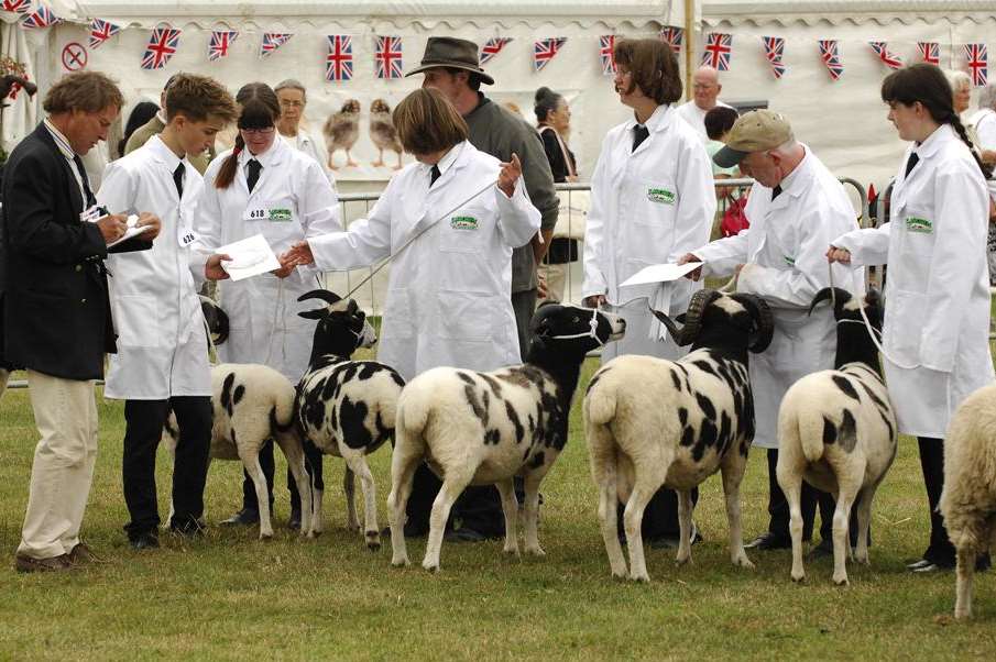 Livestock displays at the Kent County Show
