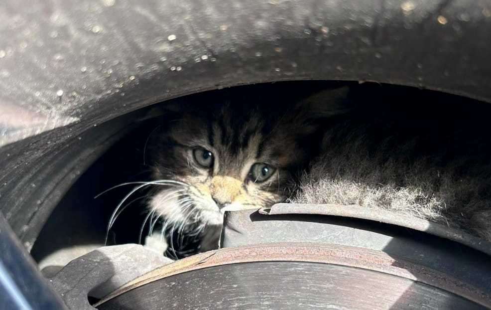 A kitten travelled from Homewood Avenue in Sittingbourne all the way to the New Forest in Hampshire. Picture: Cats Protection Swale