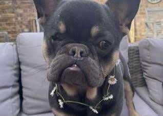 Milo is a one-year-old French bulldog