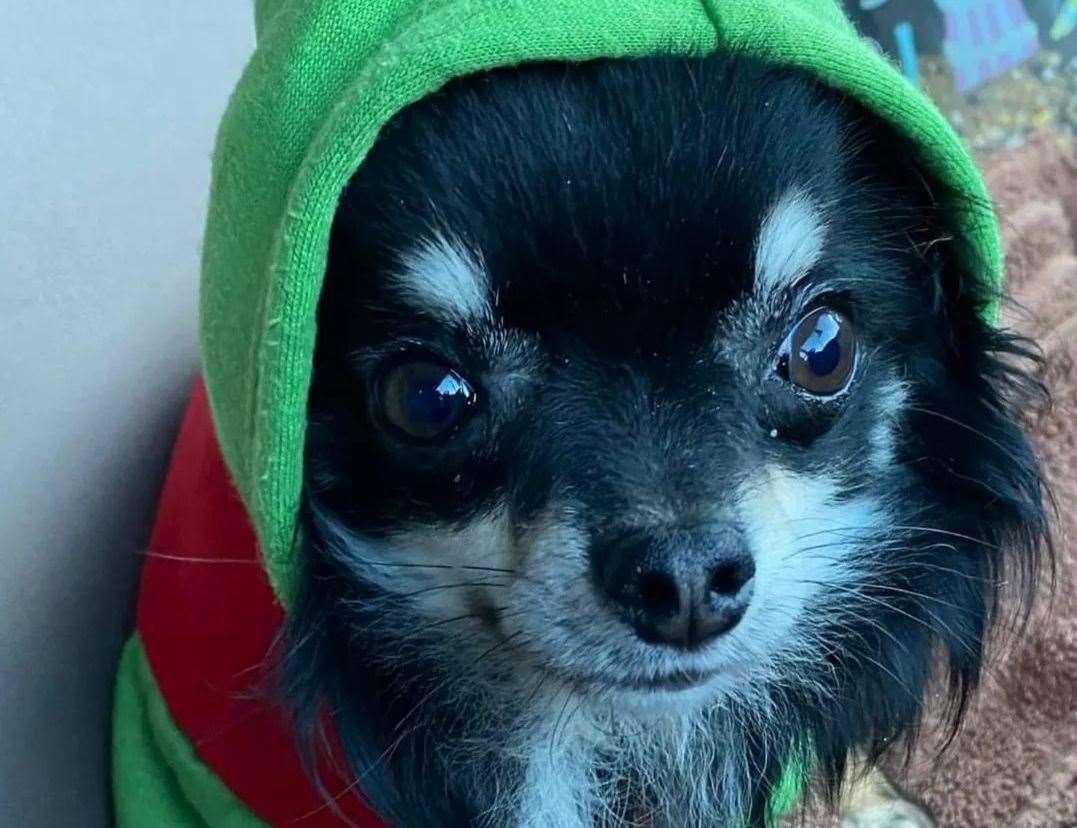 Chihuahua Herbie had to be put down after vets found he only had skin and hair protecting his brain