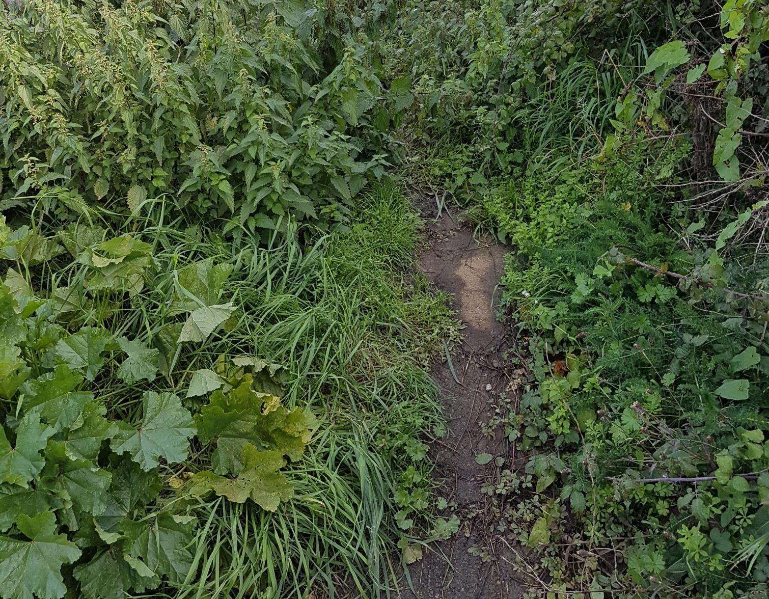 The footway running between Wraiks Hill and Pilgrim's Lane by Whitstable. (4745276)
