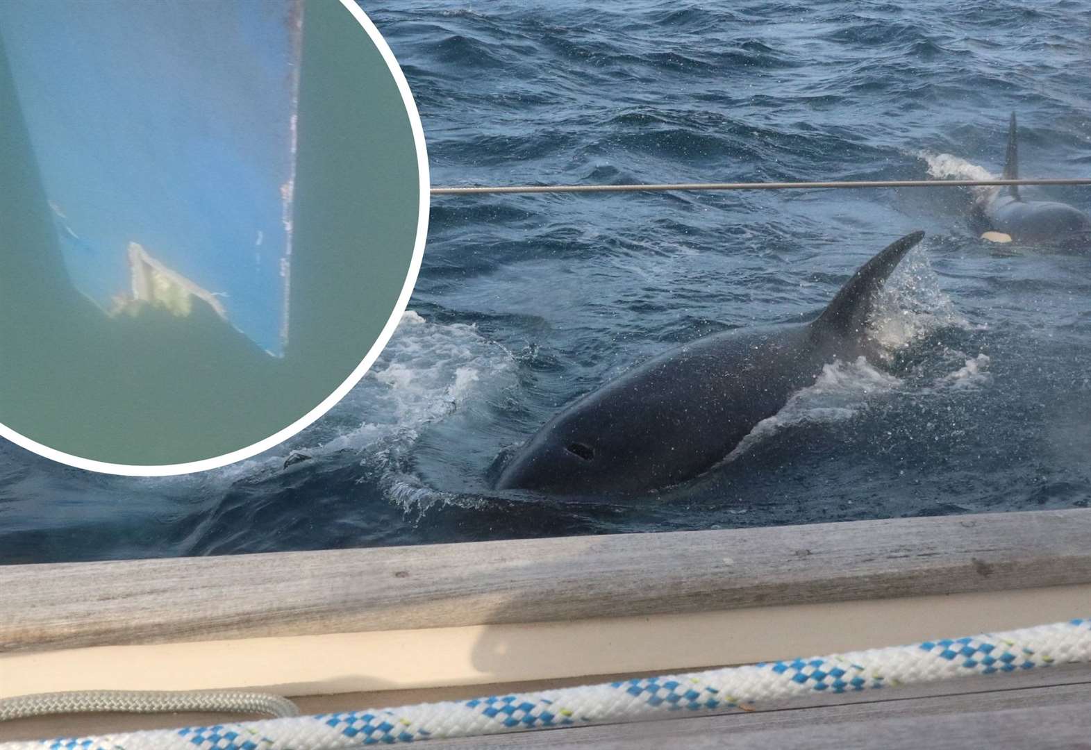 killer whales attack sailboats during race scary moment