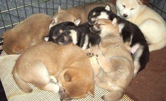 Sleeping shiba puppies