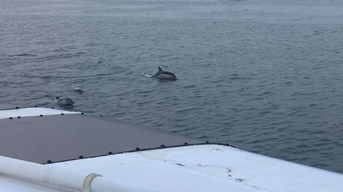 A pod of dolphins was spotted in the Medway during a Jetstream Tours cruise