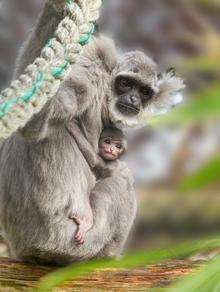 Baby Javan Gibbon born at Howletts. Picture: Dave Rolfe.