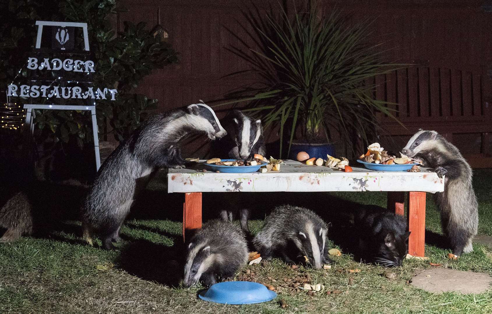 Badgers feast at a dining table set up in Marcel Payne's back garden in Bearsted. Picture: Georgie Gillard/Daily Mail