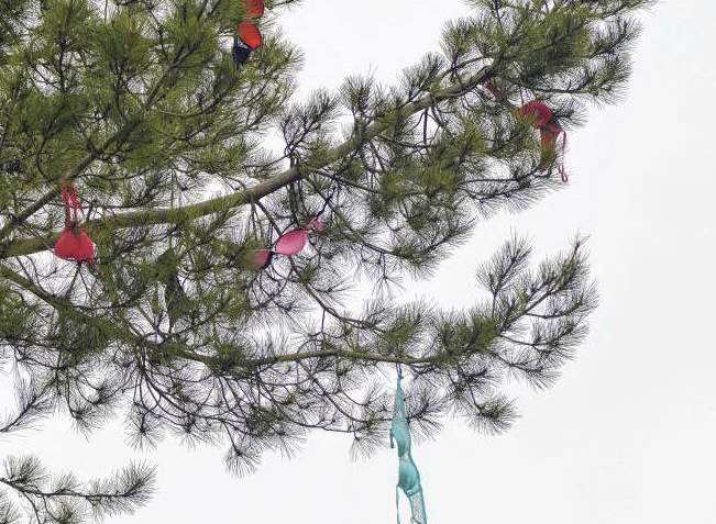 The bras mysteriously appeared in the tree