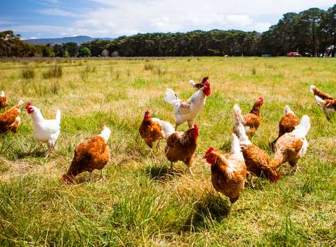 Three cockerels and two chickens are missing. Picture: Getty Images
