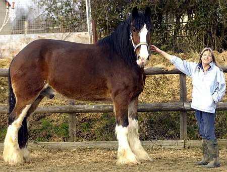 Sara Ross with Duke, Europe's biggest horse.