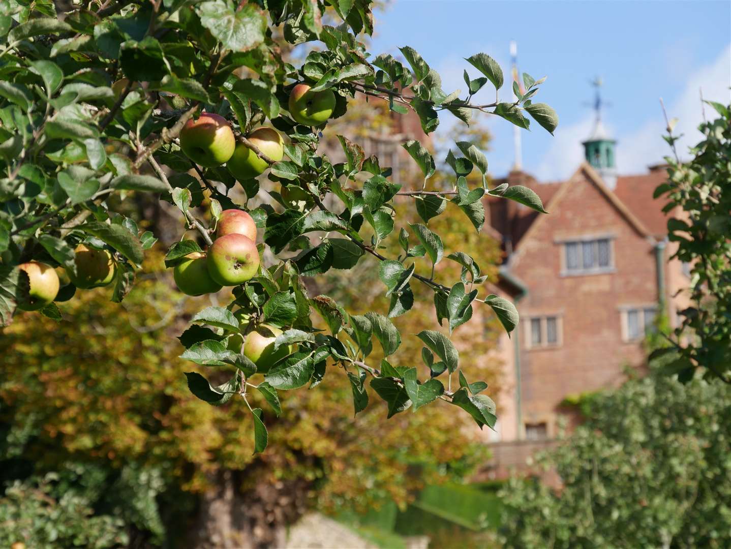 Apples in the orchard at Chartwell, near Westerham