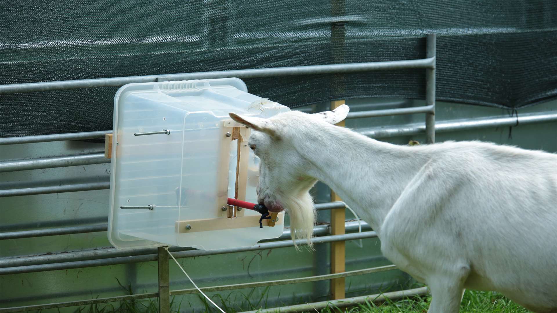In previous experiments goats were made to perform a variety of tests