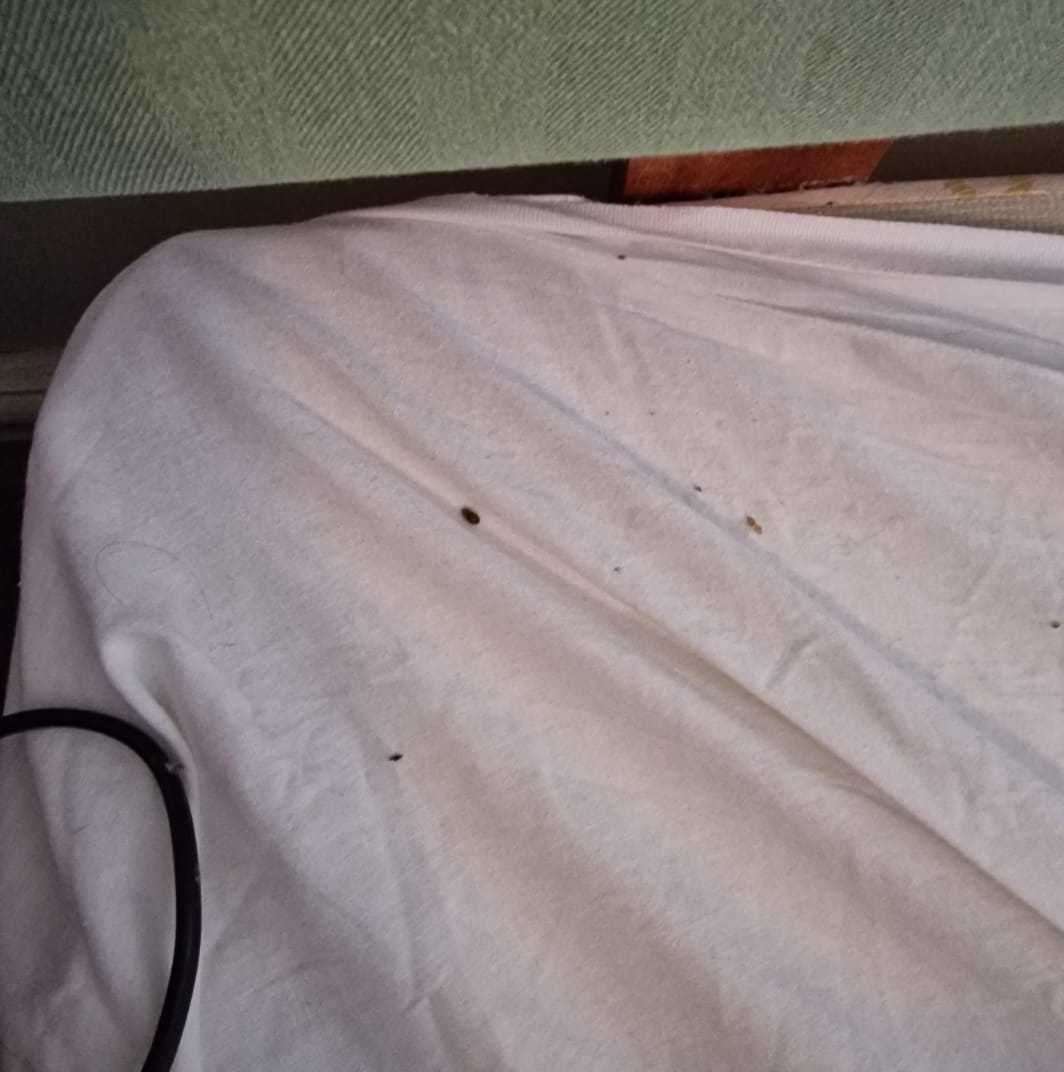 Owner Caroline Hill believes the bed bug infestation in France contributed to them being at her hotel. Picture: Kelly Groombridge