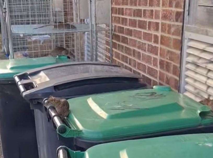 The rats can be seen scuttering over bins in Hall By The Sea Road in Margate. Picture: Jamie Jones
