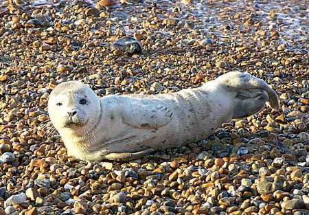 Special young visitor to the Kent coast. Picture: PAUL BOLAND