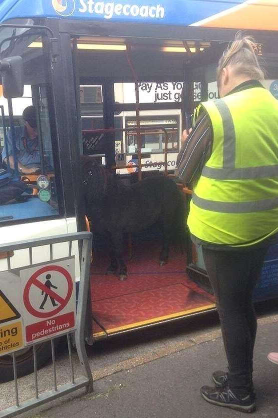 Yes, it IS a pony riding the Stagecoach! Picture: Spotted in Folkestone