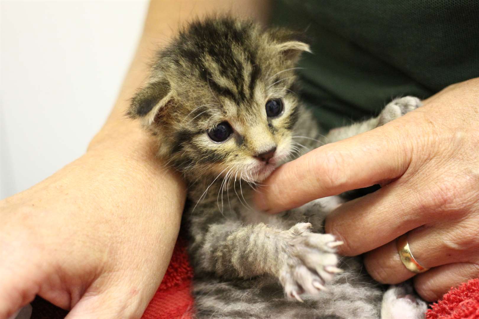 The new wildcat kitten being hand-reared at Wildwood, near Herne.