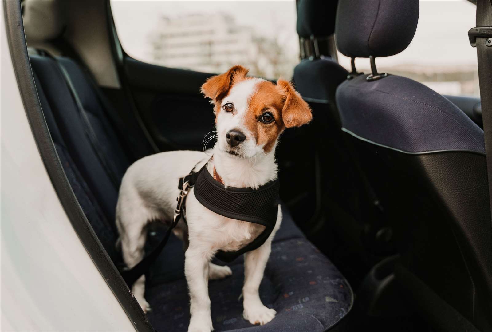 Dogs should not be left in vehicles, caravans or conservatories says the BVA. Image: iStock.