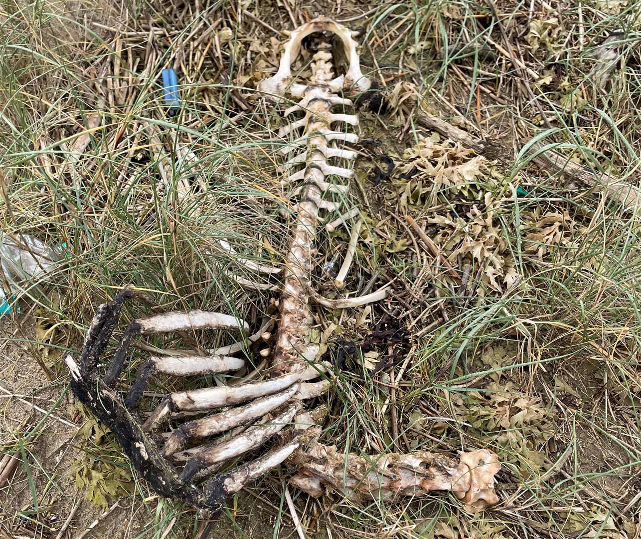 Kent Wildlife Trust urges anyone who finds remains such as these to not touch the remains and to notify the local council. Picture: Paul Frost