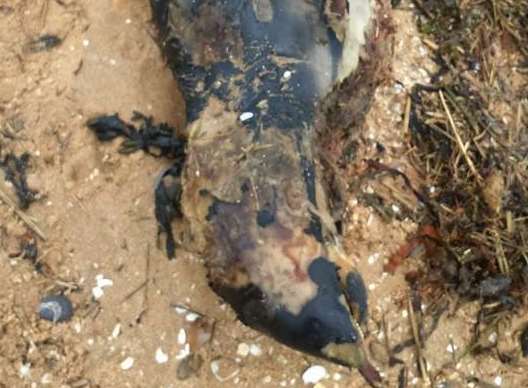 A dead porpoise on the beach at Leysdown
