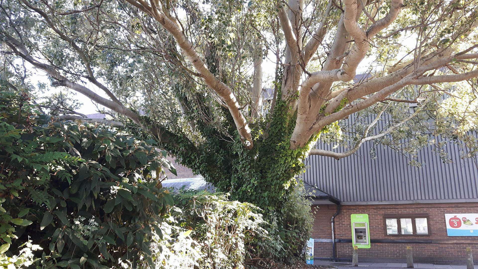 One of the four mature trees proposed to be felled as part of Aldi's plans for a new store