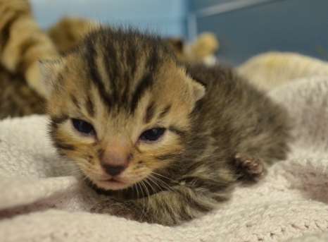 The rescue centre has seen almost a 20% increase in the number of cat and kitten admissions