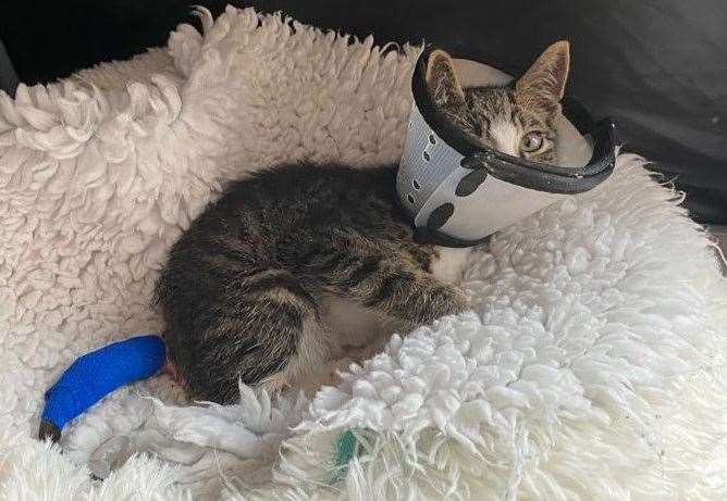Bandit needed urgent medical attention after a couple heard ear-piercing cries coming from their garden. Picture: Cats Protection