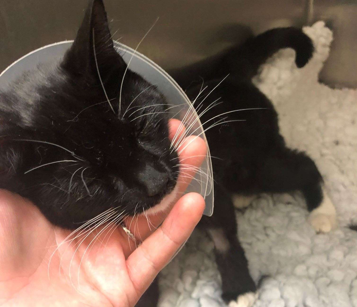 Comet the Kitten, from Gillingham recovering in the vets after being spun in a washing machine. Pic: Vets Now (15280966)
