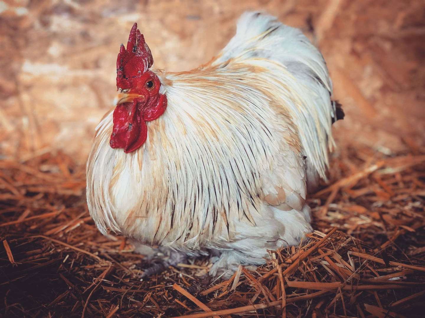 Terry, a cockerel at The Happy Pants Ranch