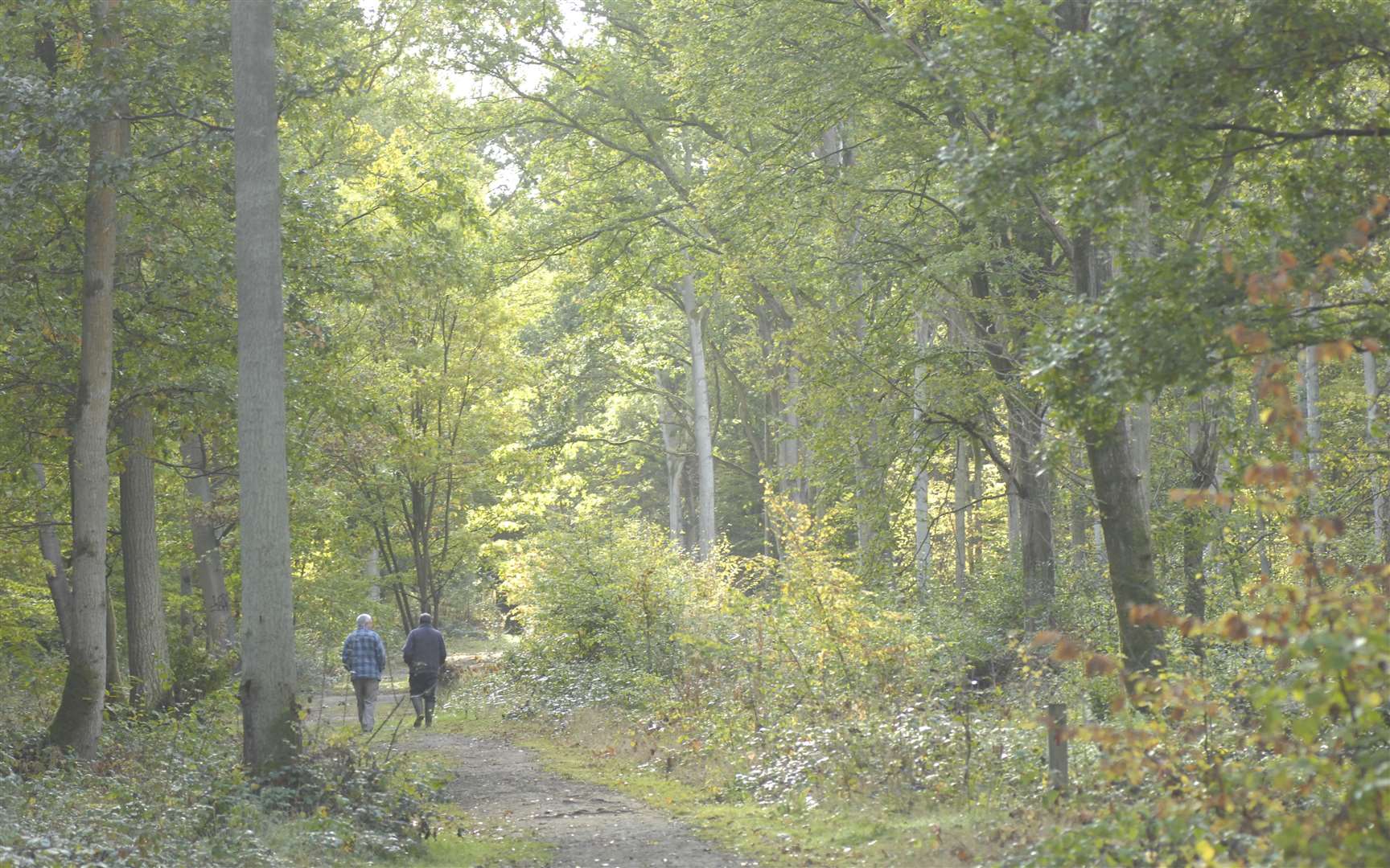The woodland is popular with walkers